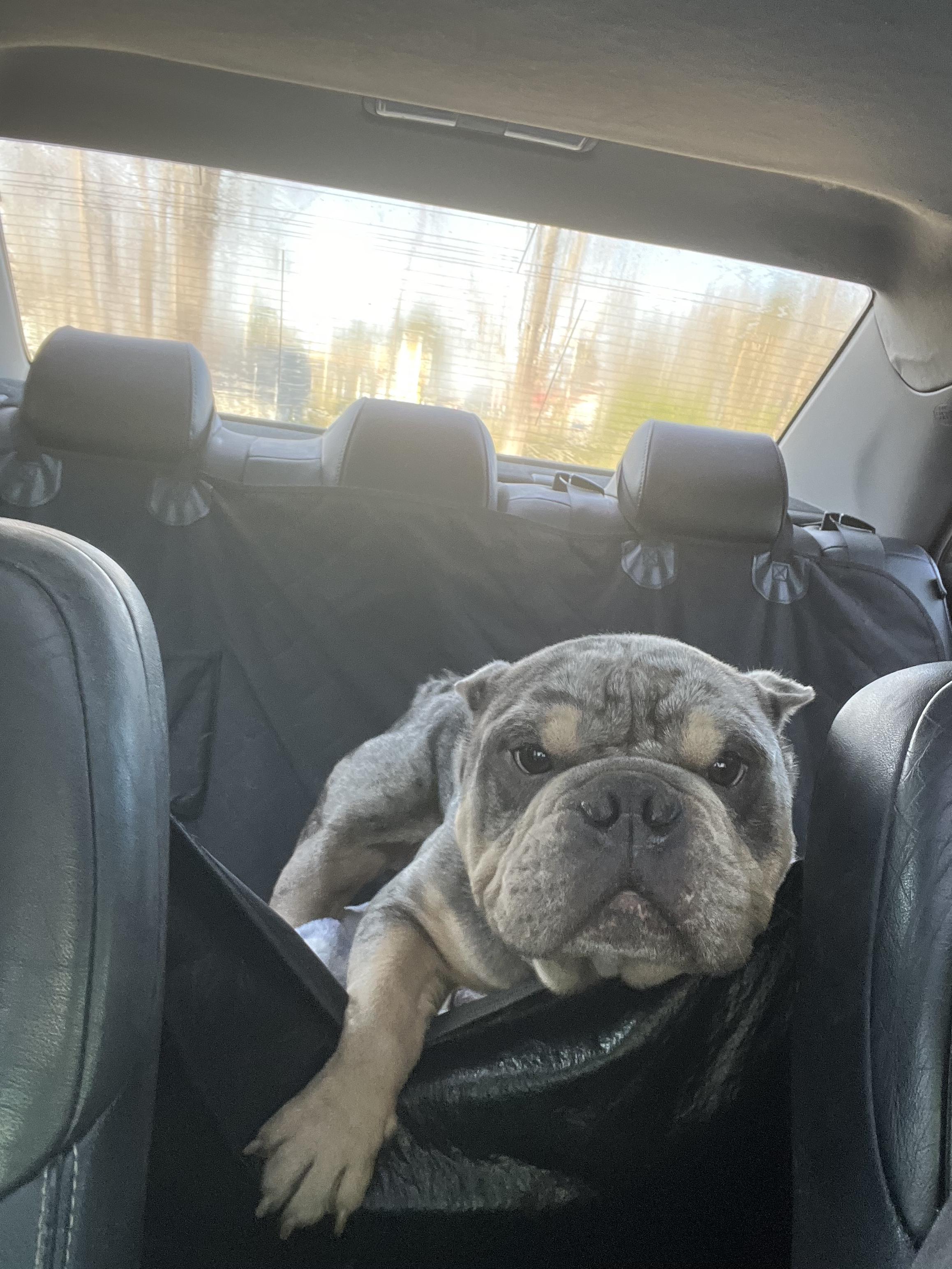 Eugene Levy thumbnail 4