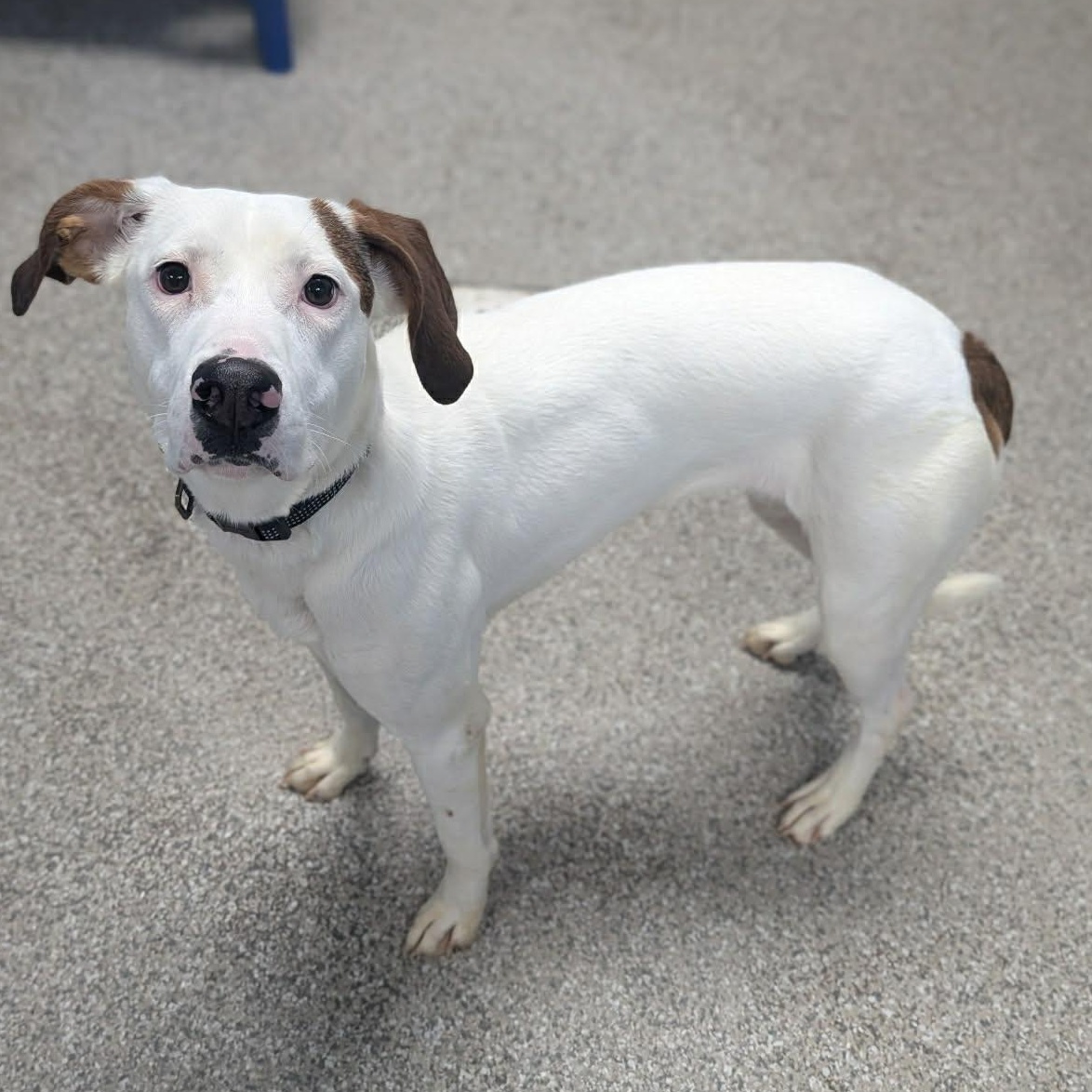 Victoria thumbnail 2