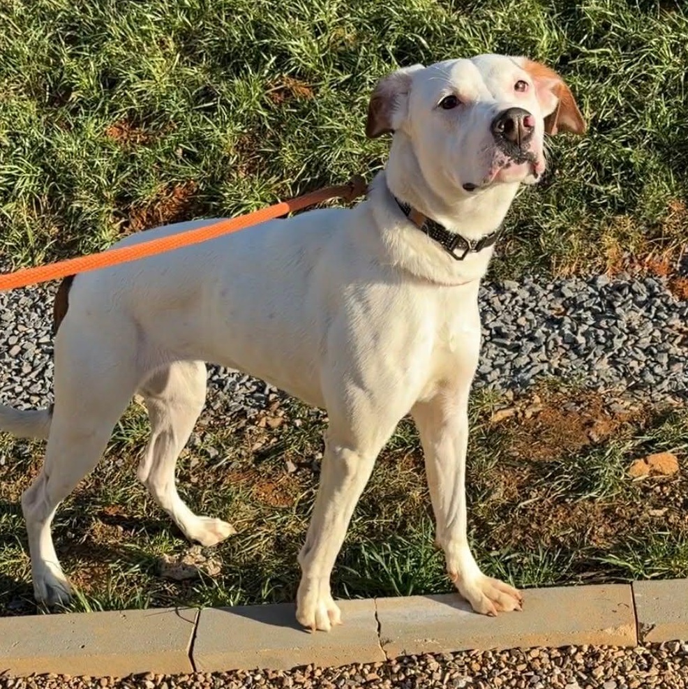 Victoria thumbnail 4