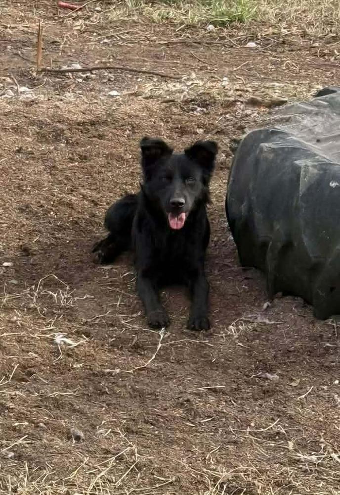 Midnight thumbnail 3