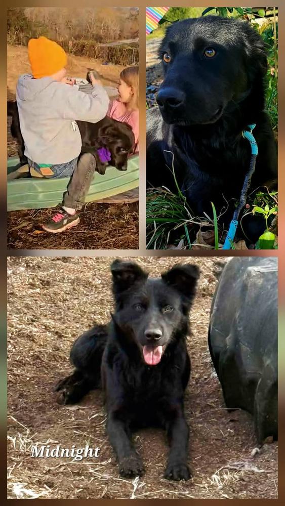 Midnight thumbnail 4