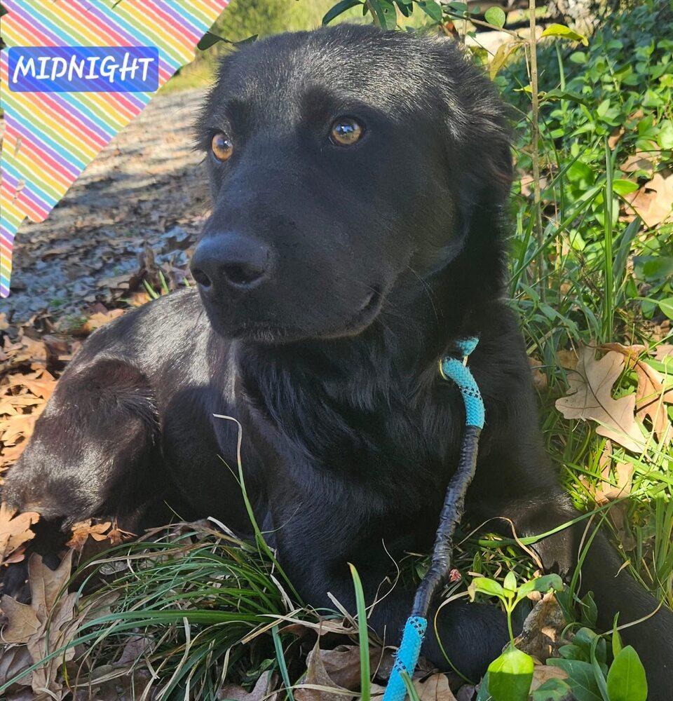 Midnight thumbnail 5