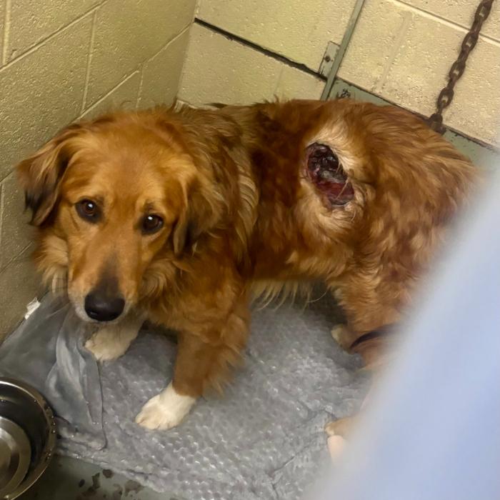 Marty  Emergency Intake