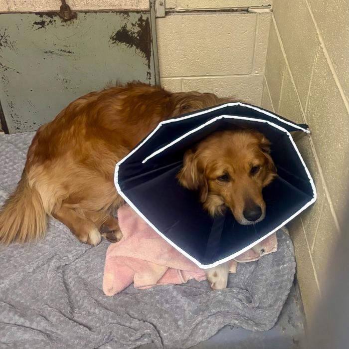 Marty  Emergency Intake thumbnail 2