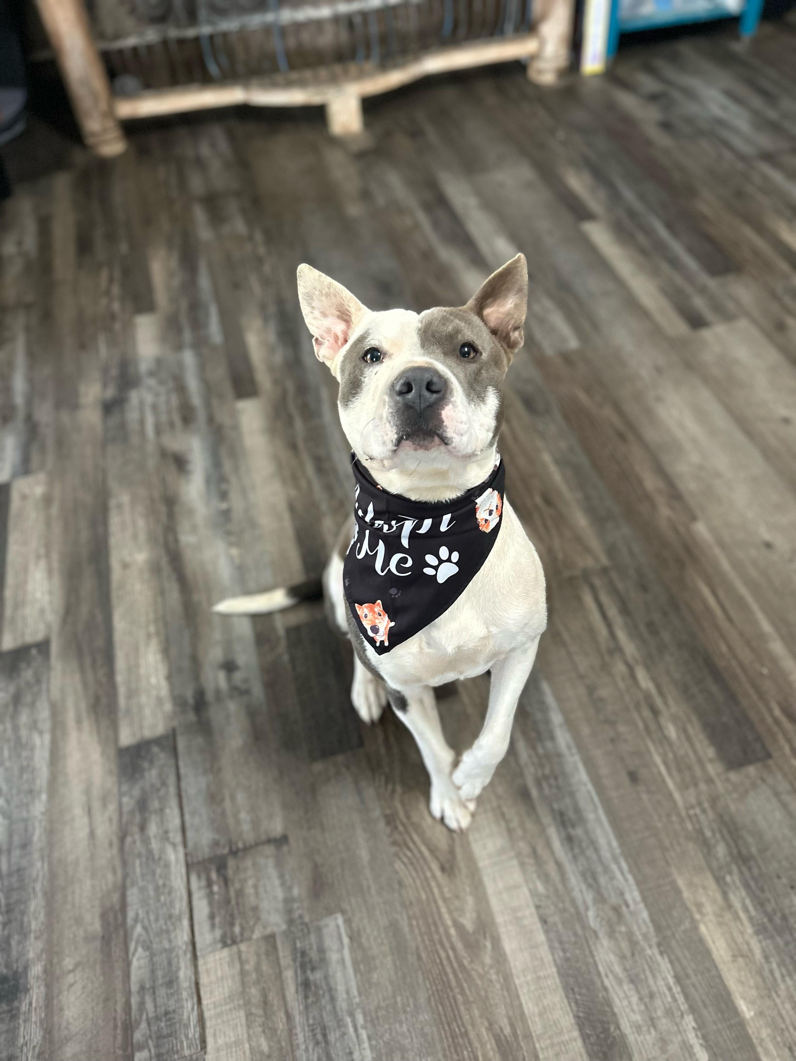 Roscoe Waffles thumbnail 2