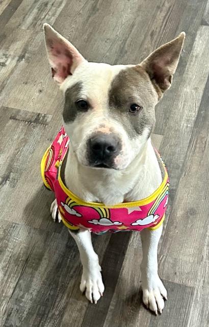 Roscoe Waffles thumbnail 4