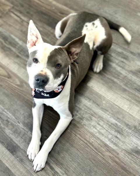 Roscoe Waffles thumbnail 5