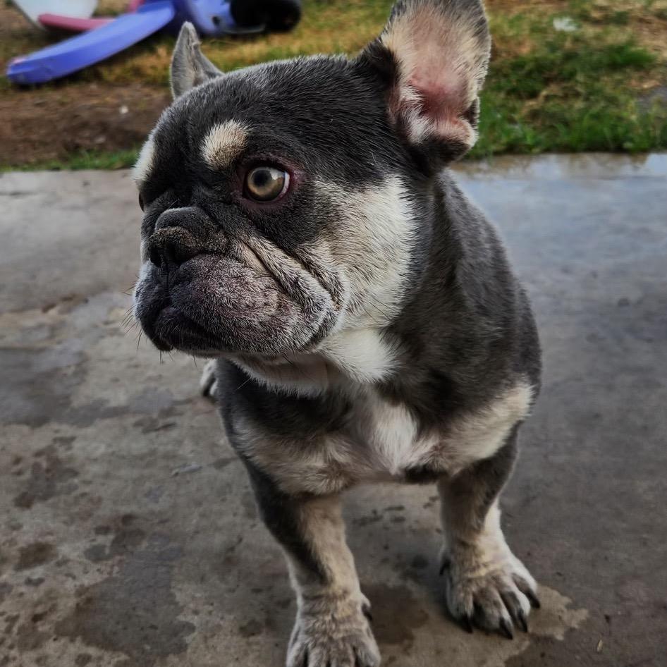 Dumpling thumbnail 2