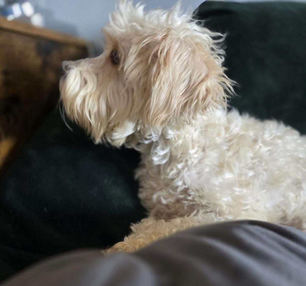 Fantasia thumbnail 2