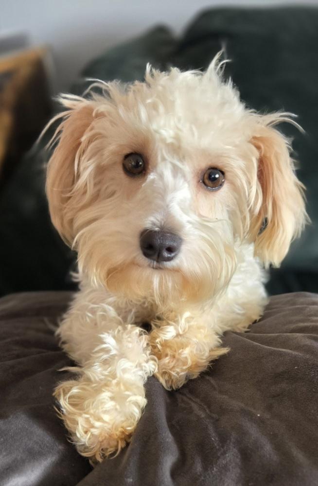 Fantasia thumbnail 5