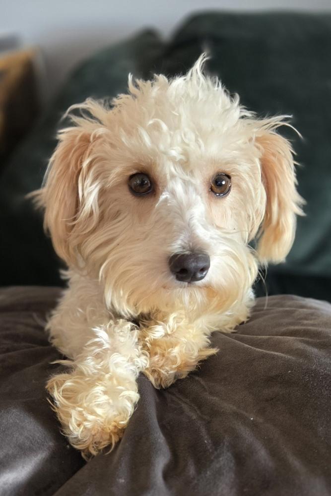 Fantasia thumbnail 6