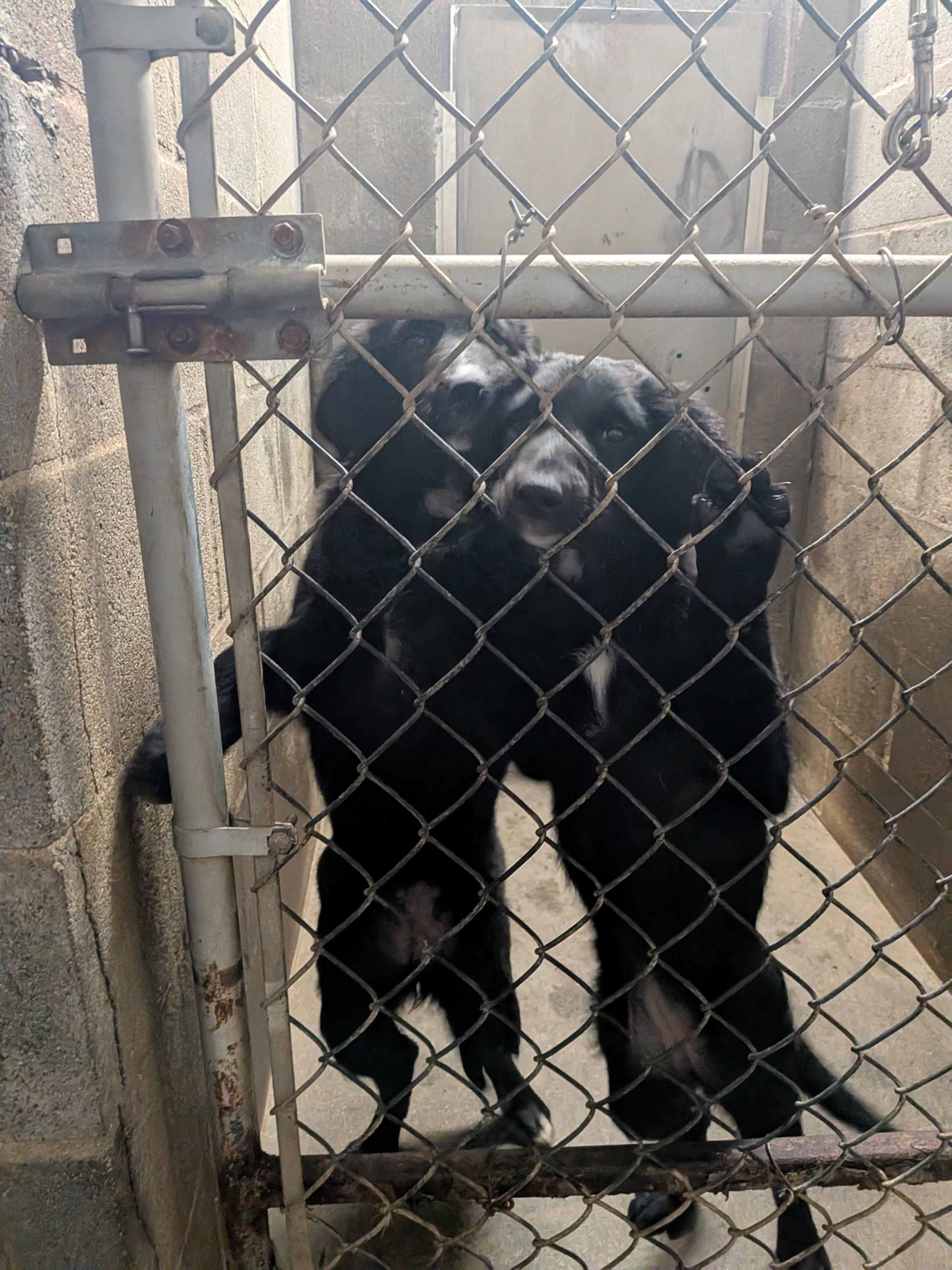 Golden Doodle Mix Puppies