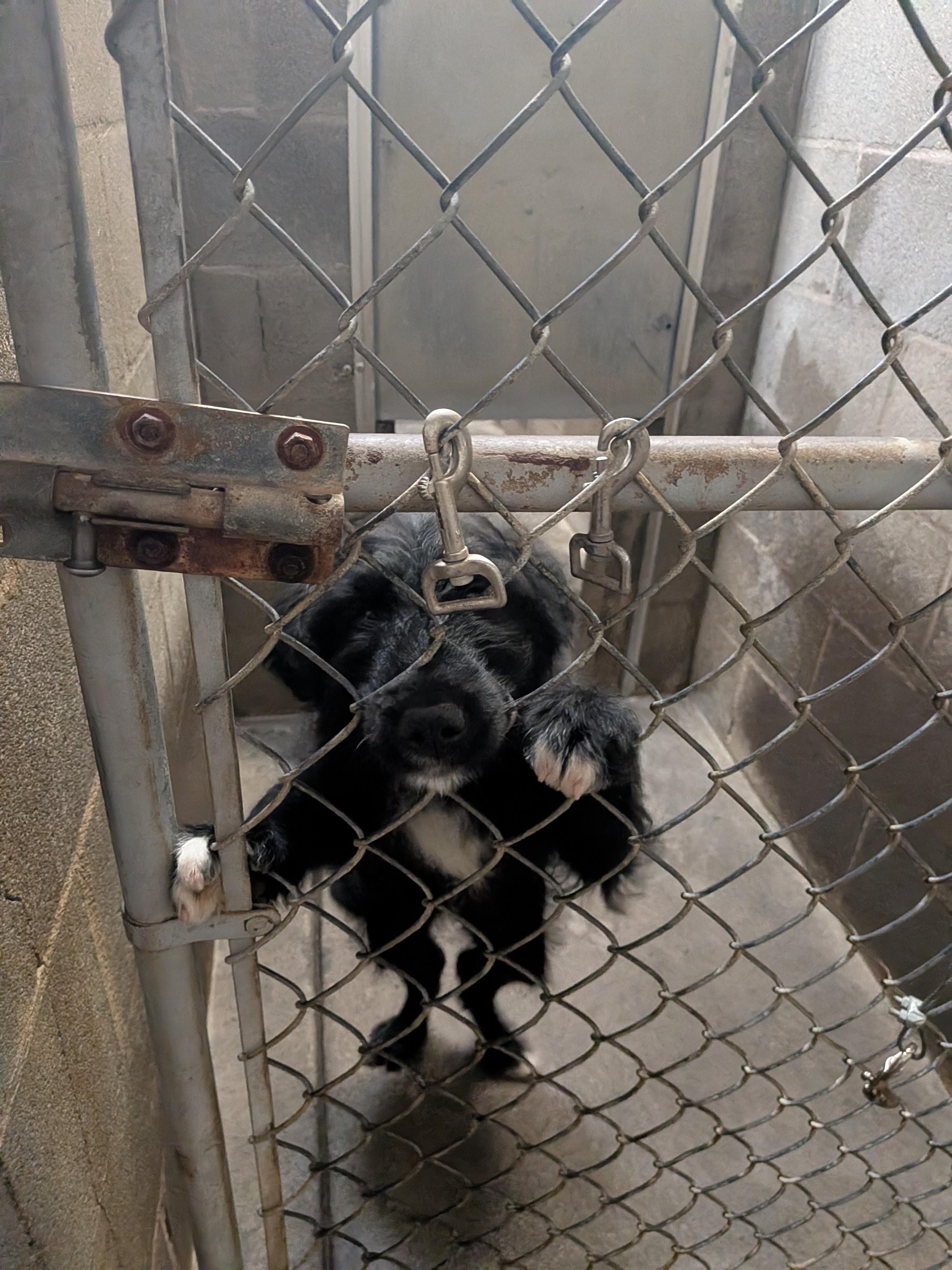 Golden Doodle Mix Puppies thumbnail 2