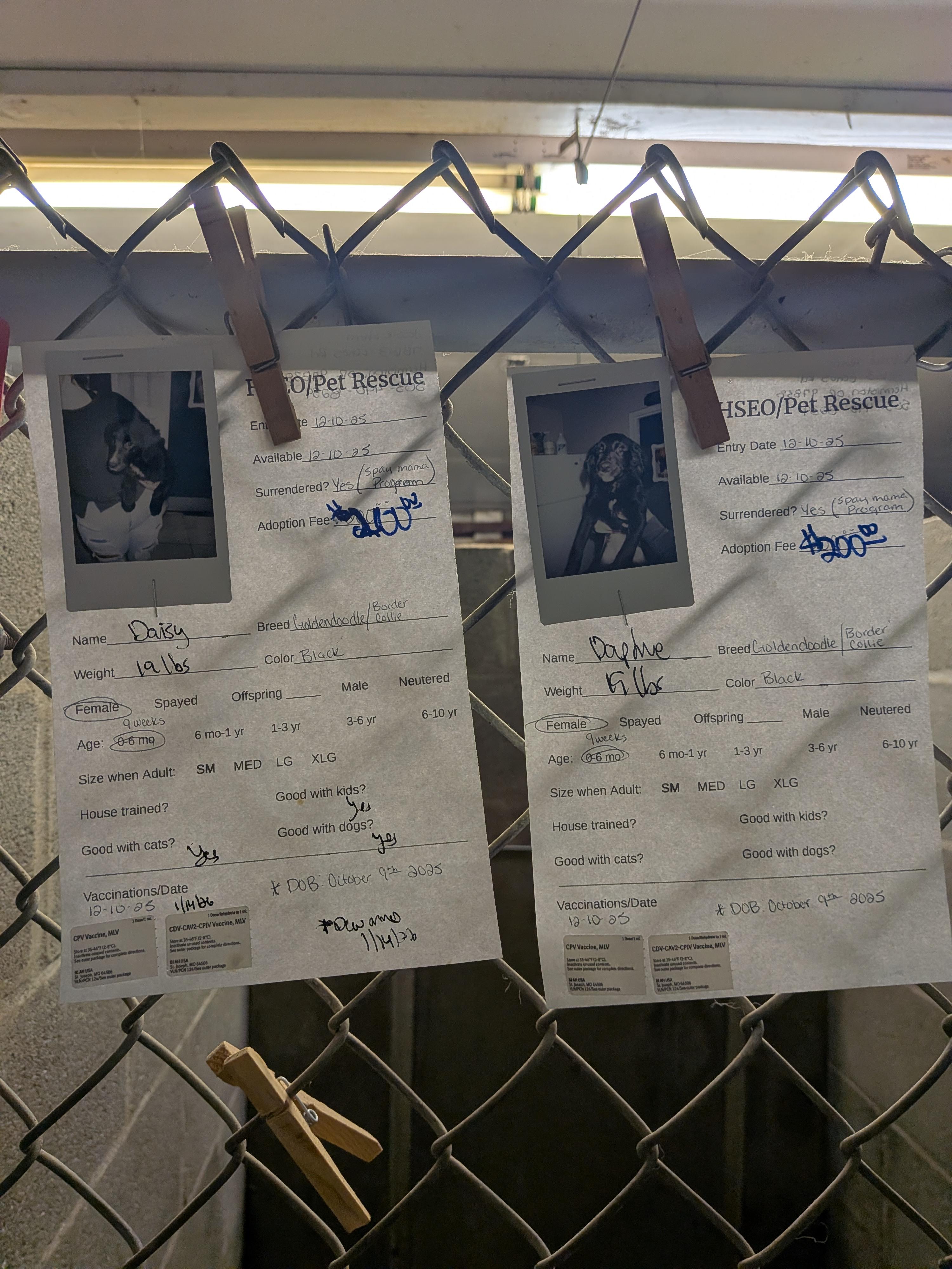 Golden Doodle Mix Puppies thumbnail 3