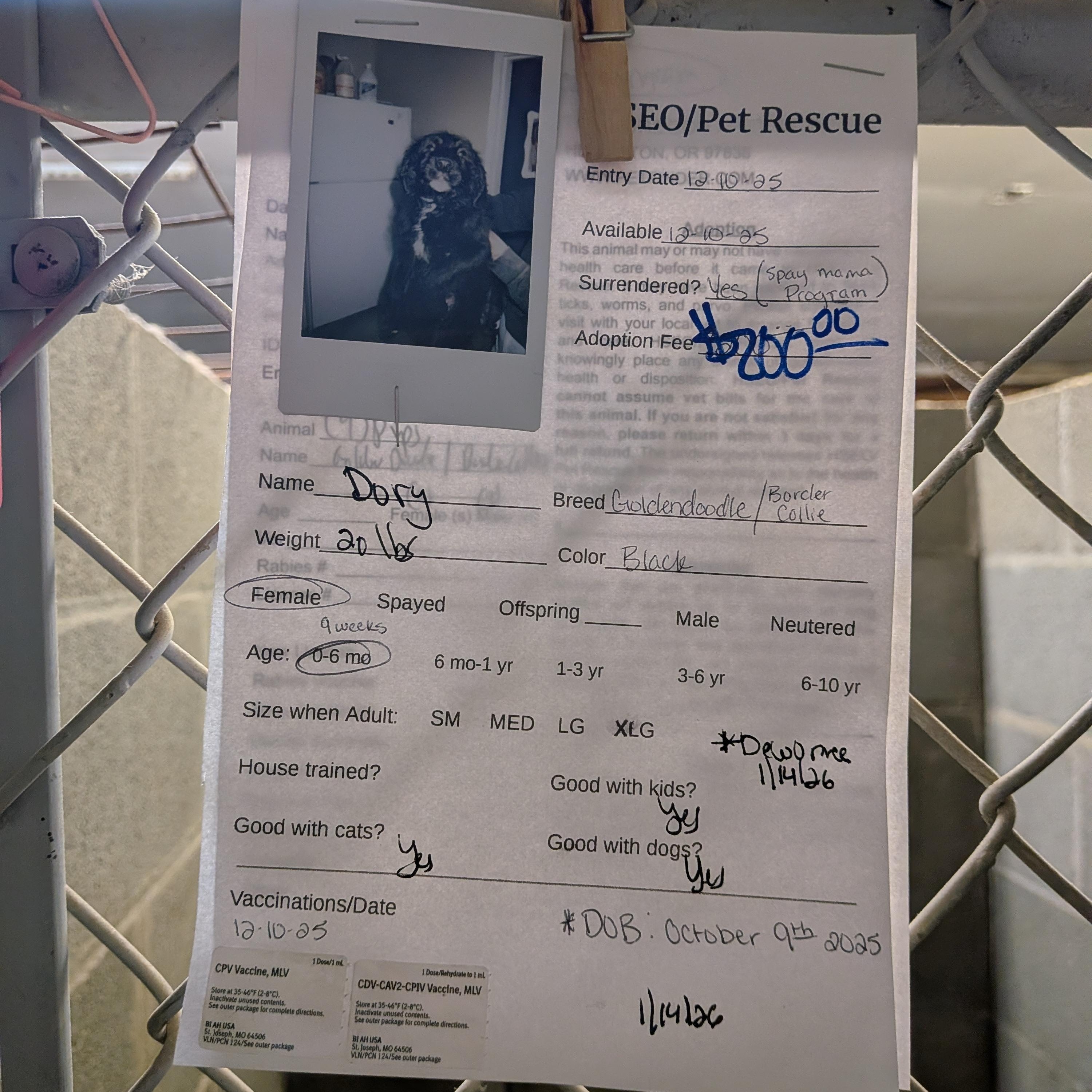 Golden Doodle Mix Puppies thumbnail 4