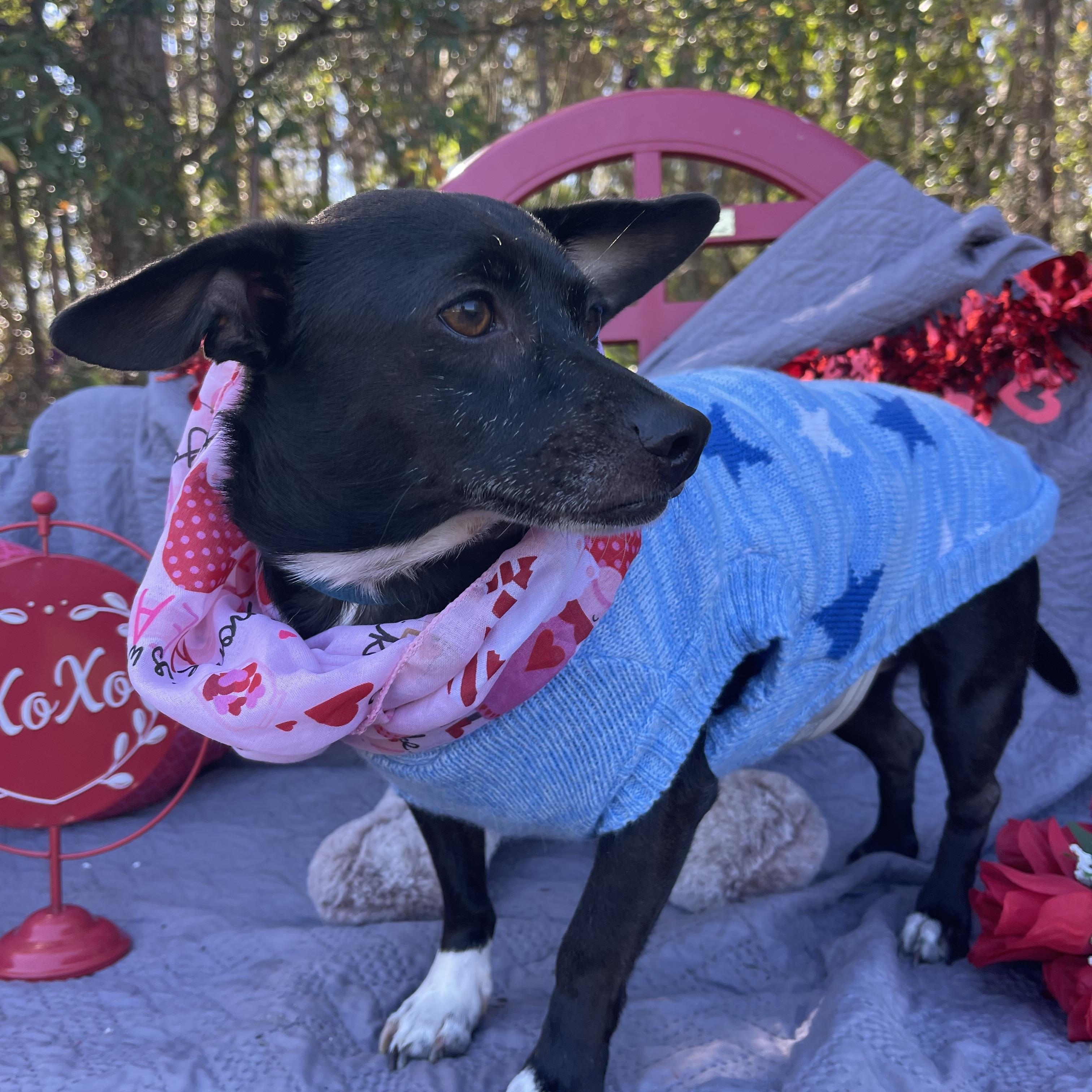 Lynx & Piper thumbnail 5