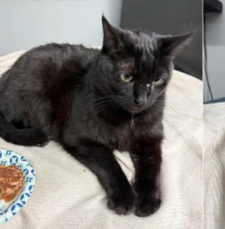 Blackie  Courtesy Listing