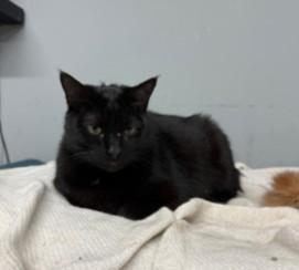 Blackie  Courtesy Listing thumbnail 2