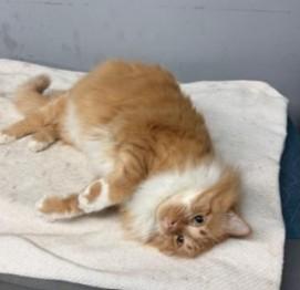 Sherbert Courtesy Listing thumbnail 2