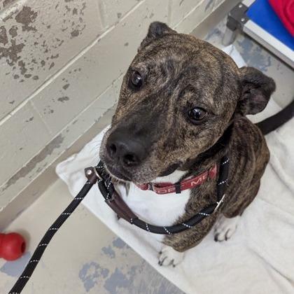 Leonardo thumbnail 2