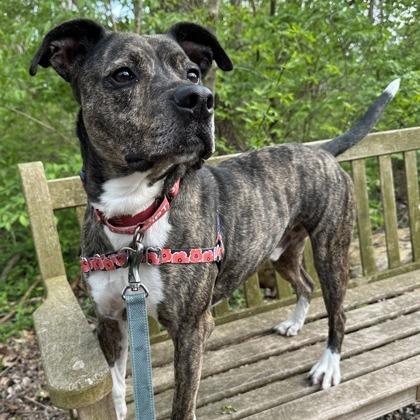 Leonardo thumbnail 4