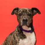 Leonardo thumbnail 6