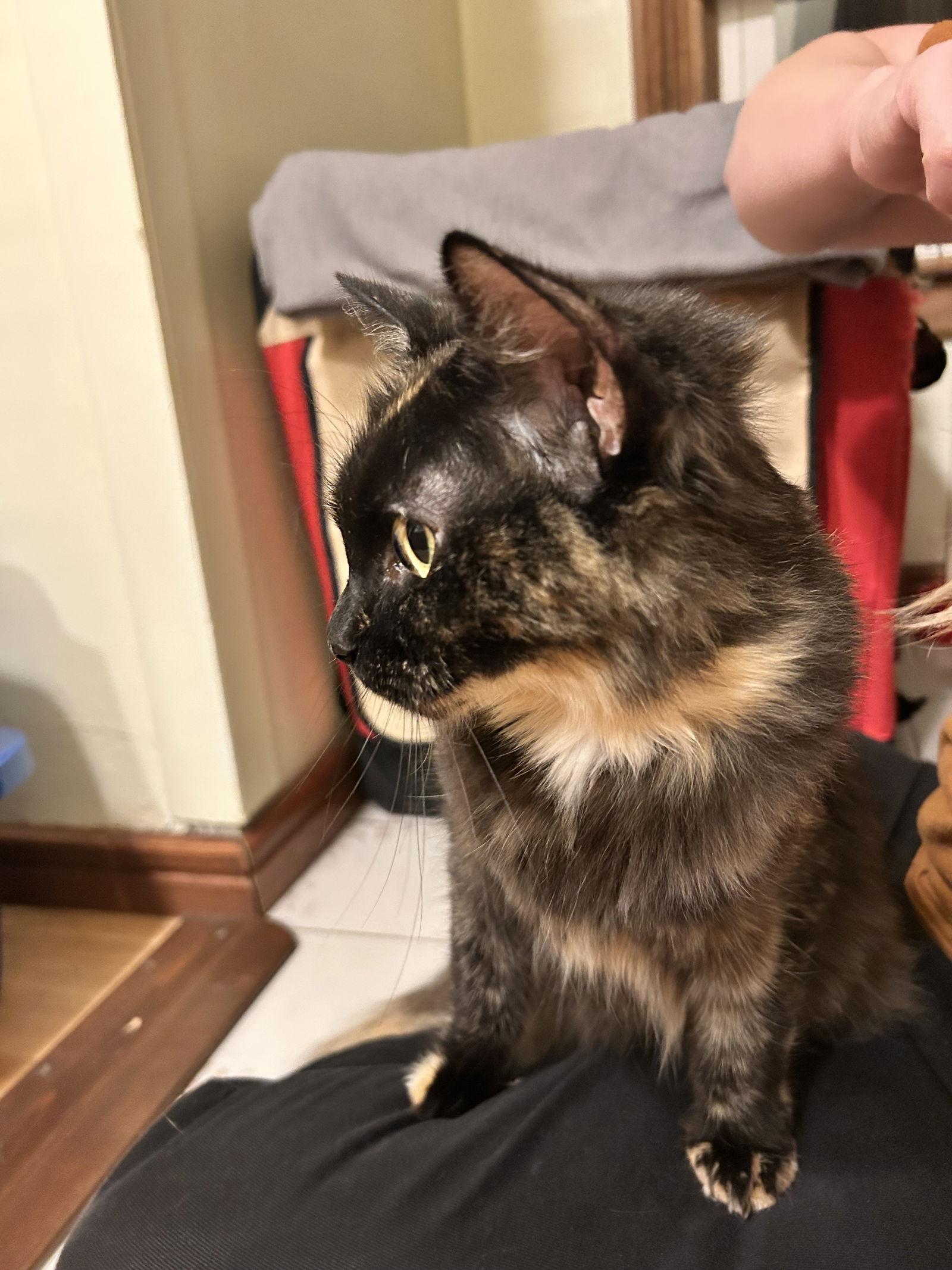 Frankiebean thumbnail 3