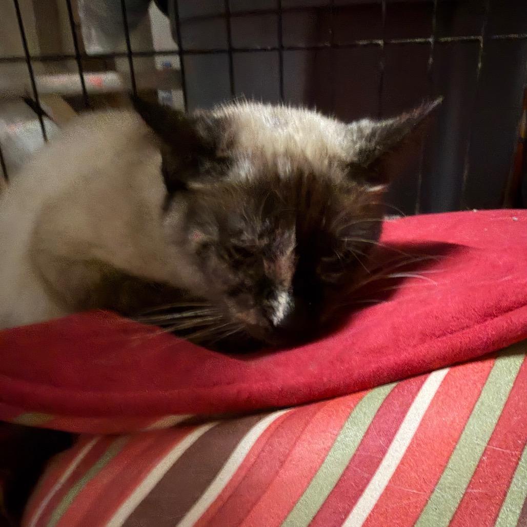 Sage & Snowflake thumbnail 2