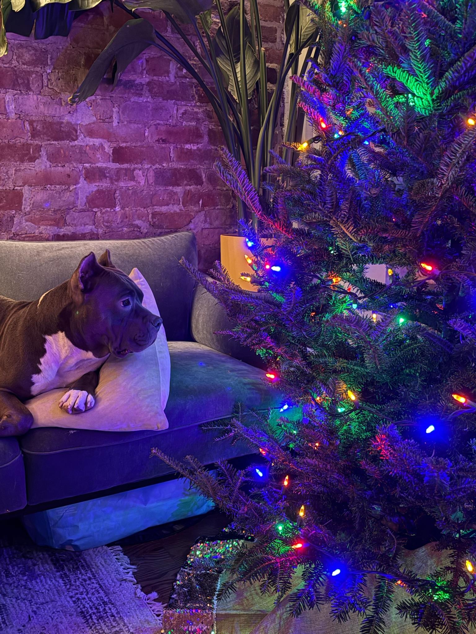 Christmas thumbnail 3