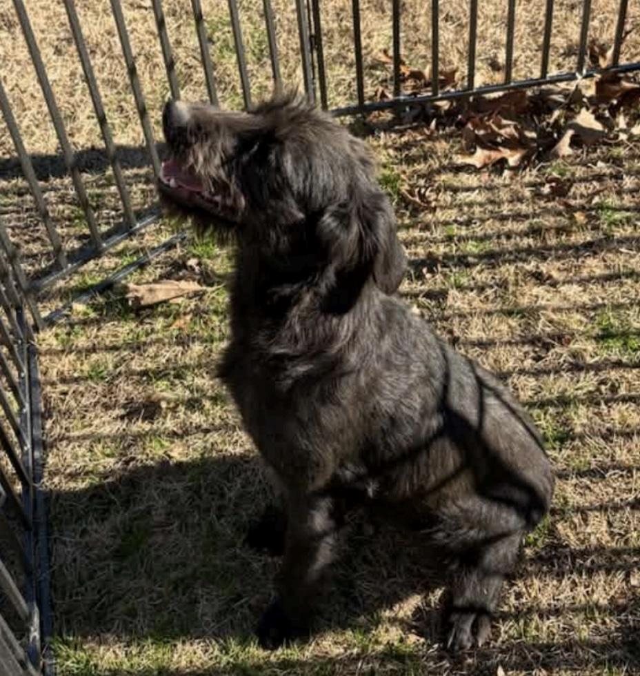 Whiskers thumbnail 2