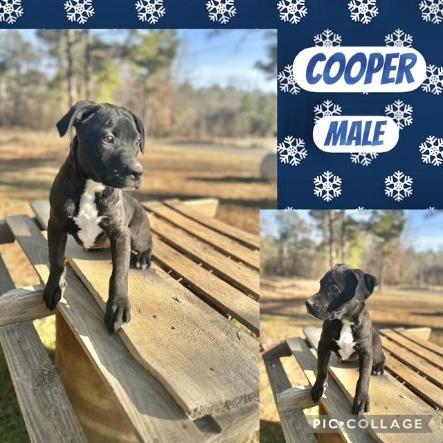 Cooper