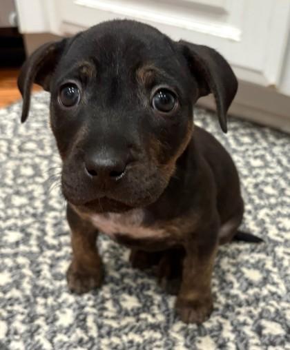 Marigold thumbnail 2