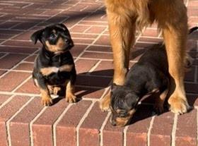 Maverick thumbnail 2