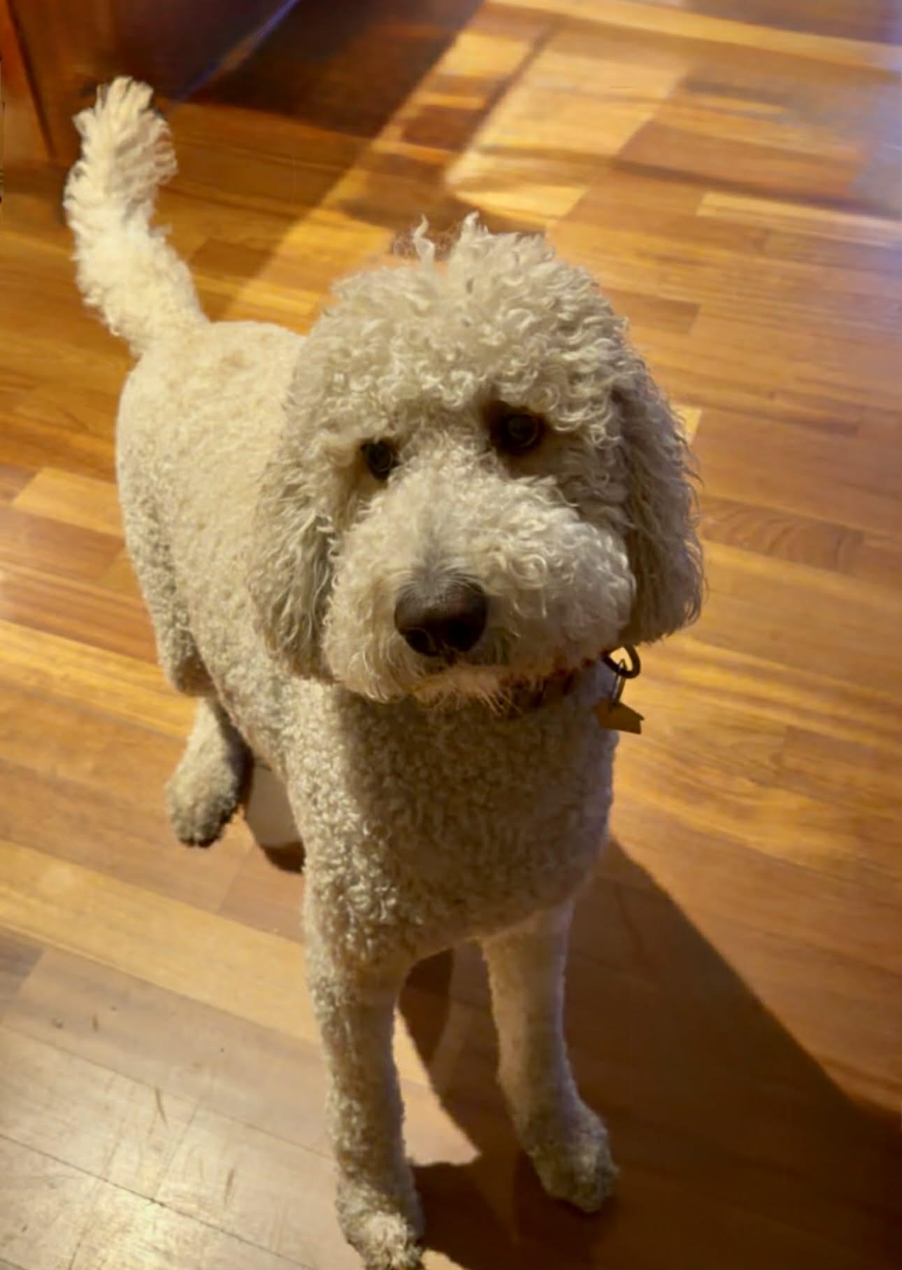 Maverick thumbnail 2