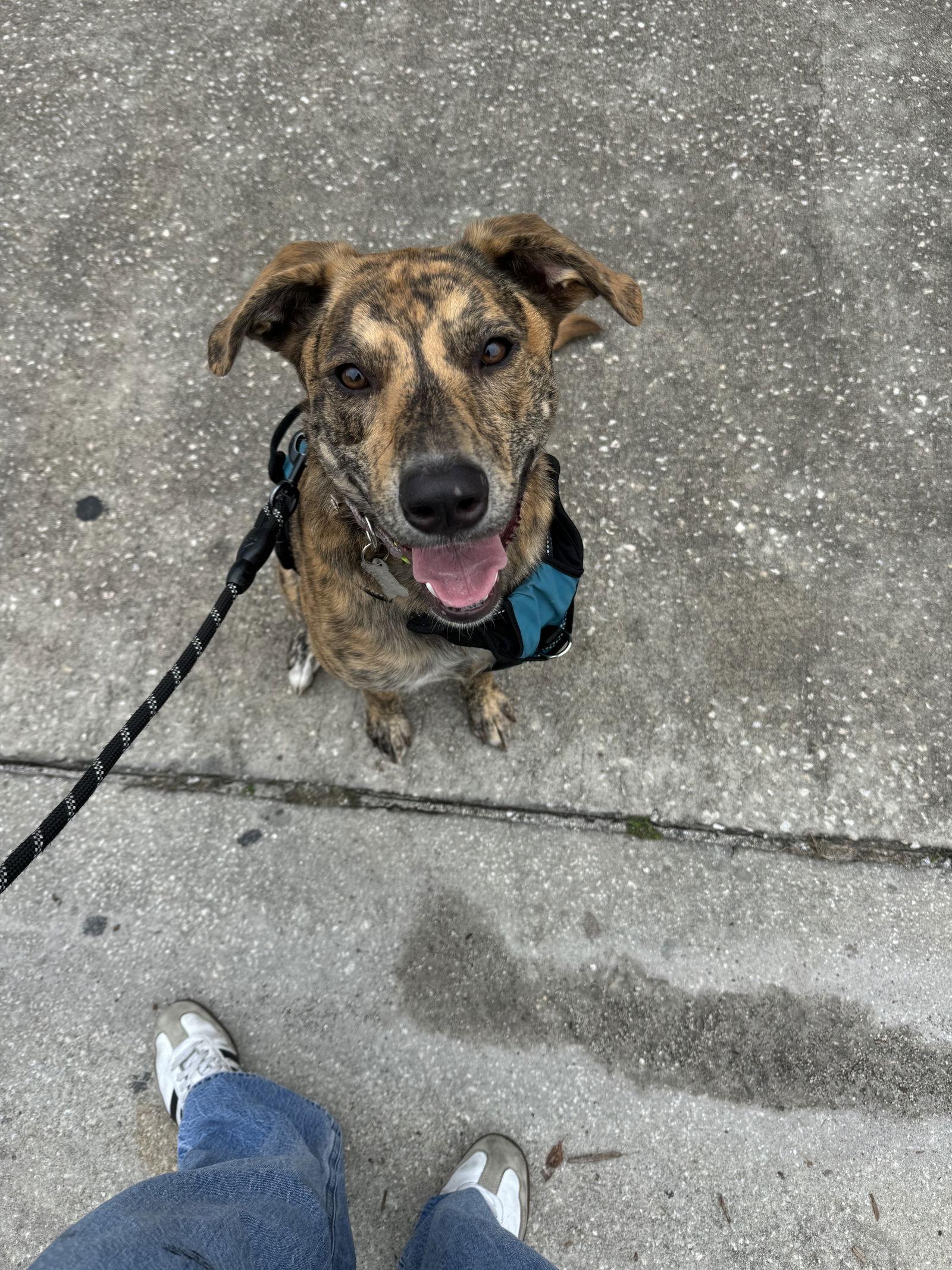 Harmony Fh thumbnail 2