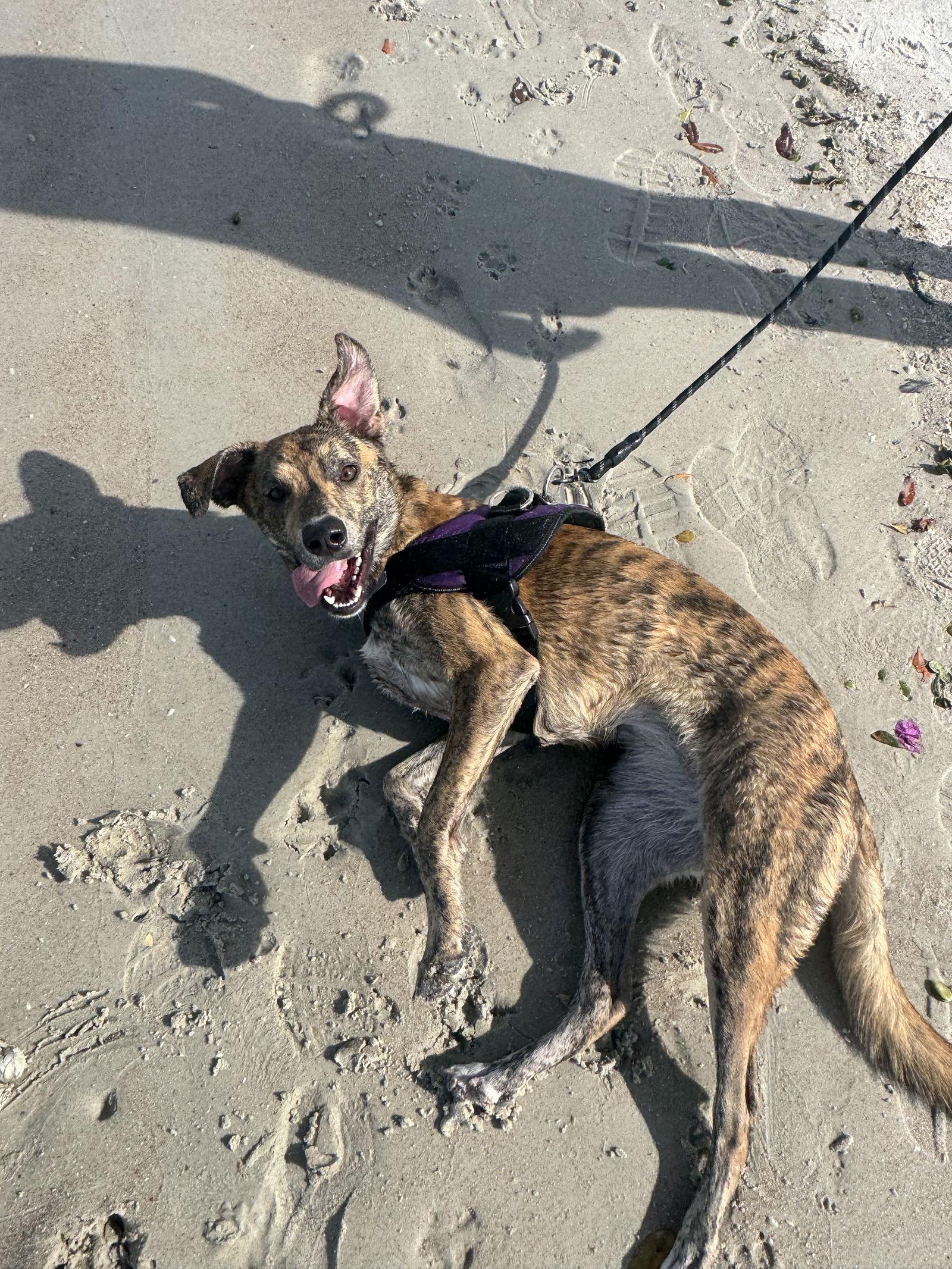 Harmony Fh thumbnail 3