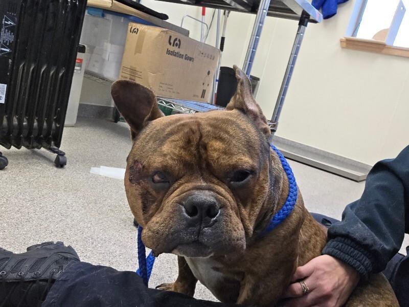 King George thumbnail 3