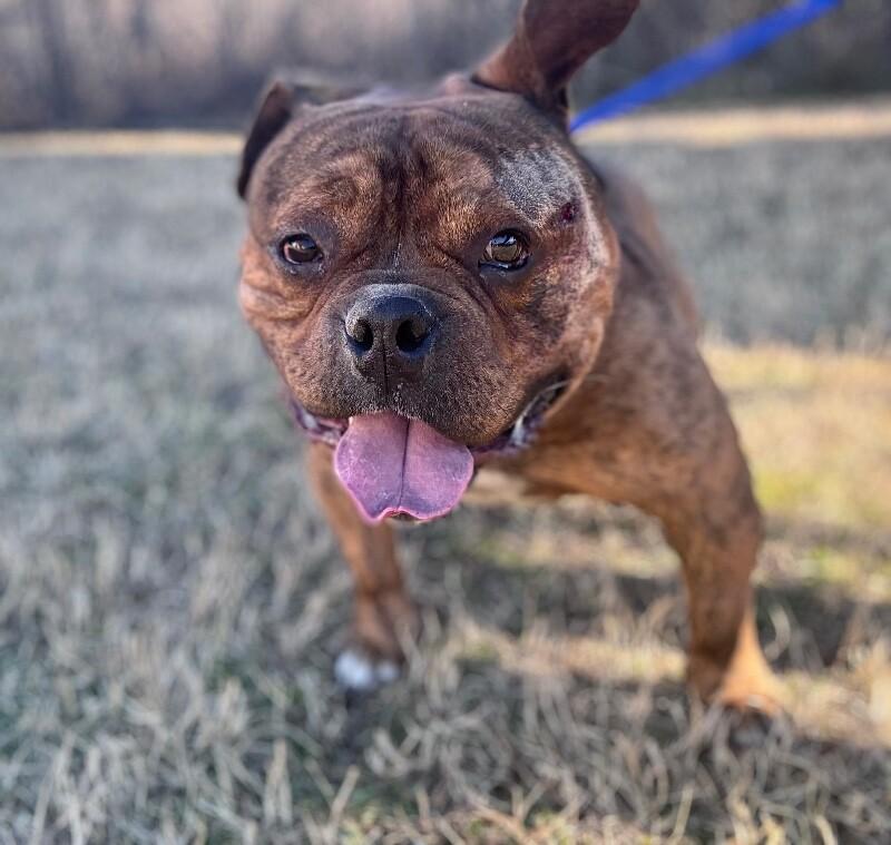 King George thumbnail 4