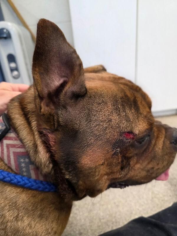 King George thumbnail 6