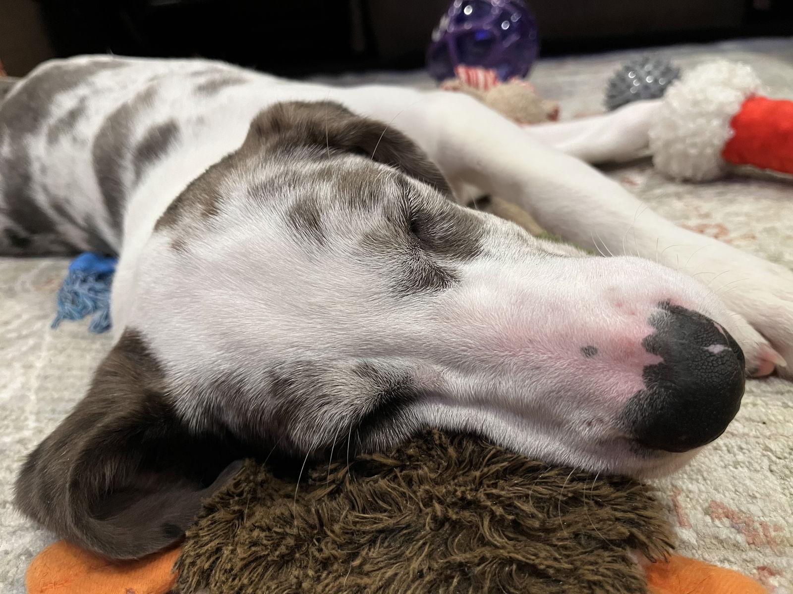 Bellpepper Pizza Local thumbnail 2