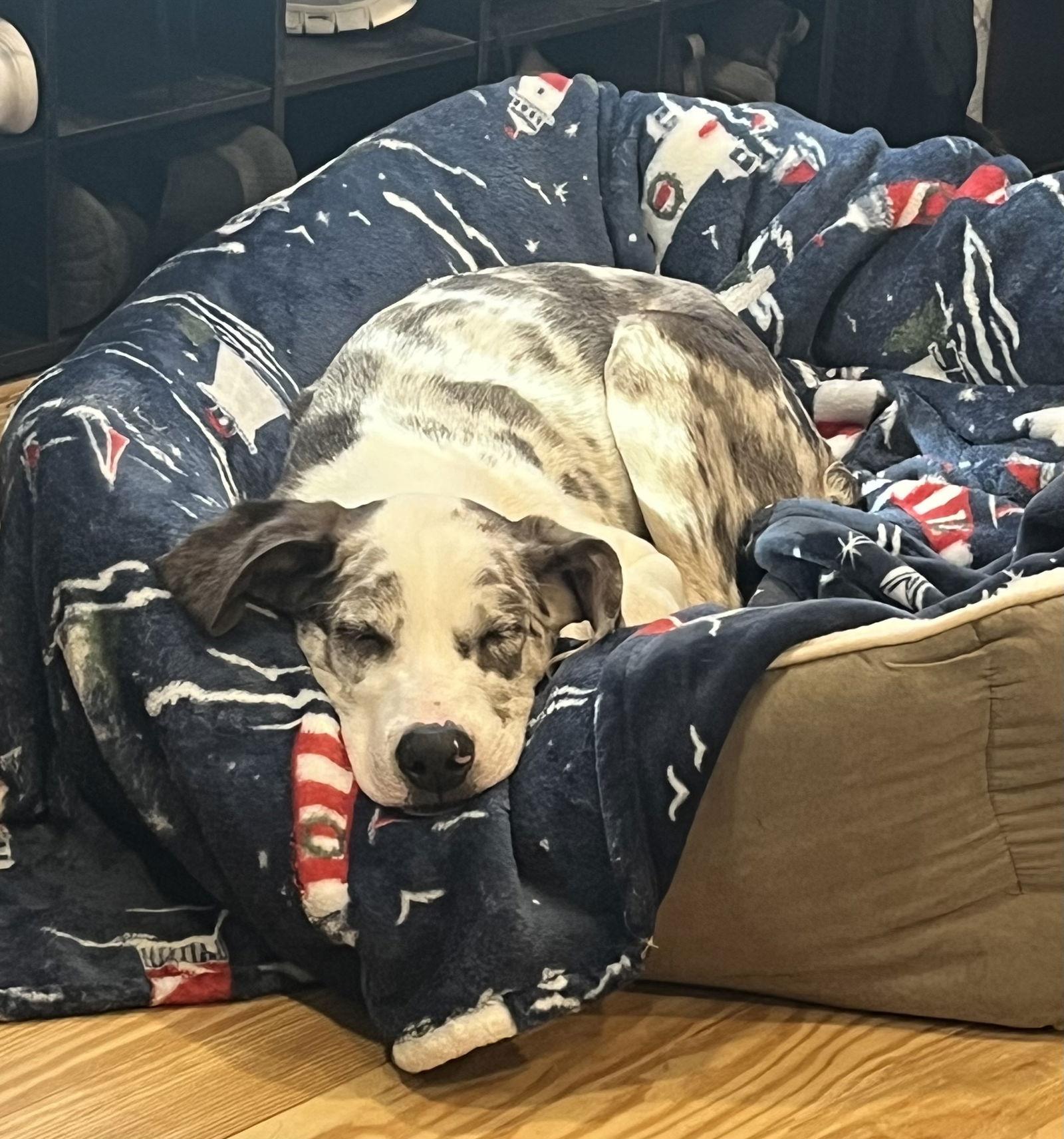 Bellpepper Pizza Local thumbnail 3