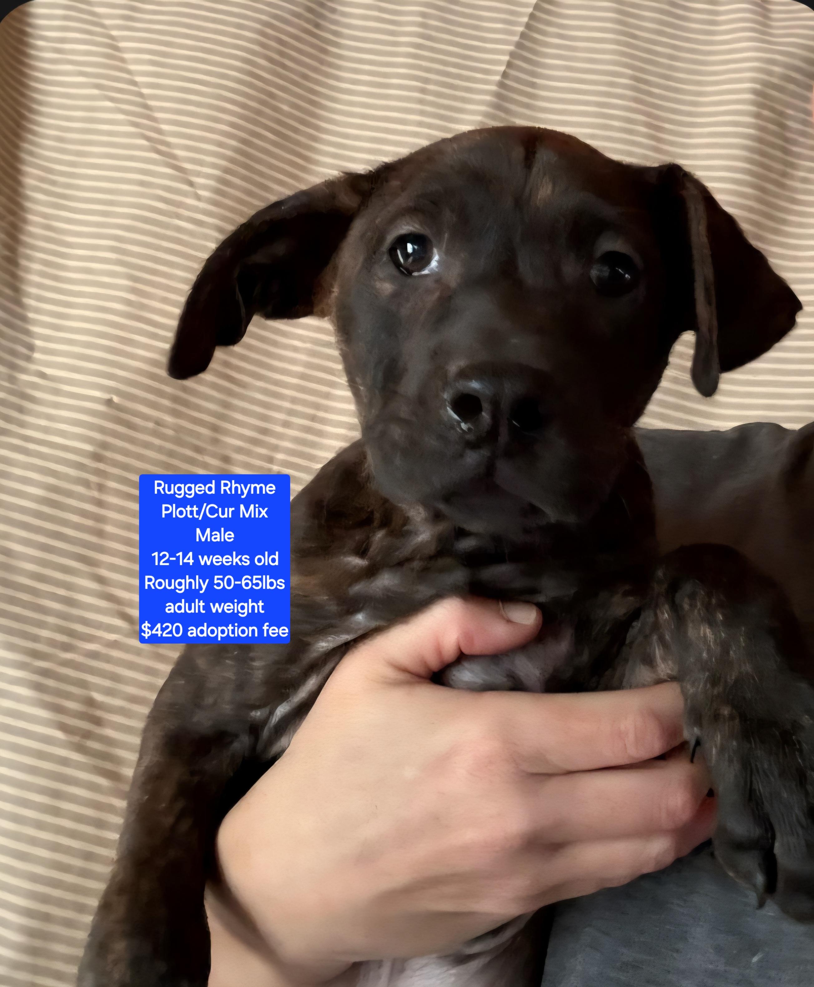 Rugged Rhyme thumbnail 2