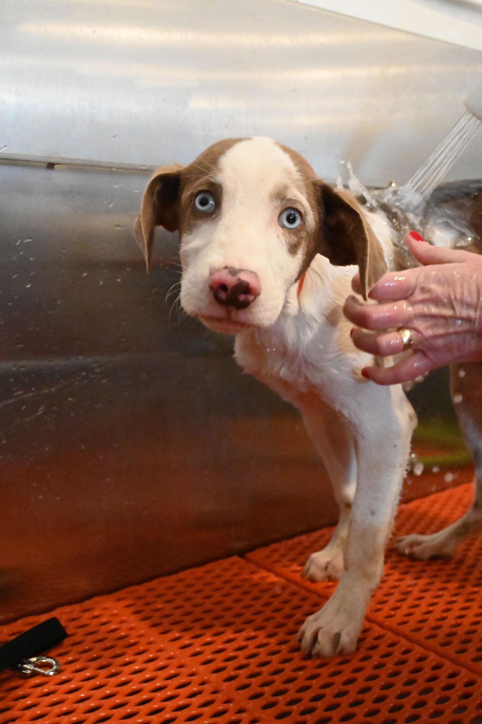 Mushroom Pizza Local thumbnail 2