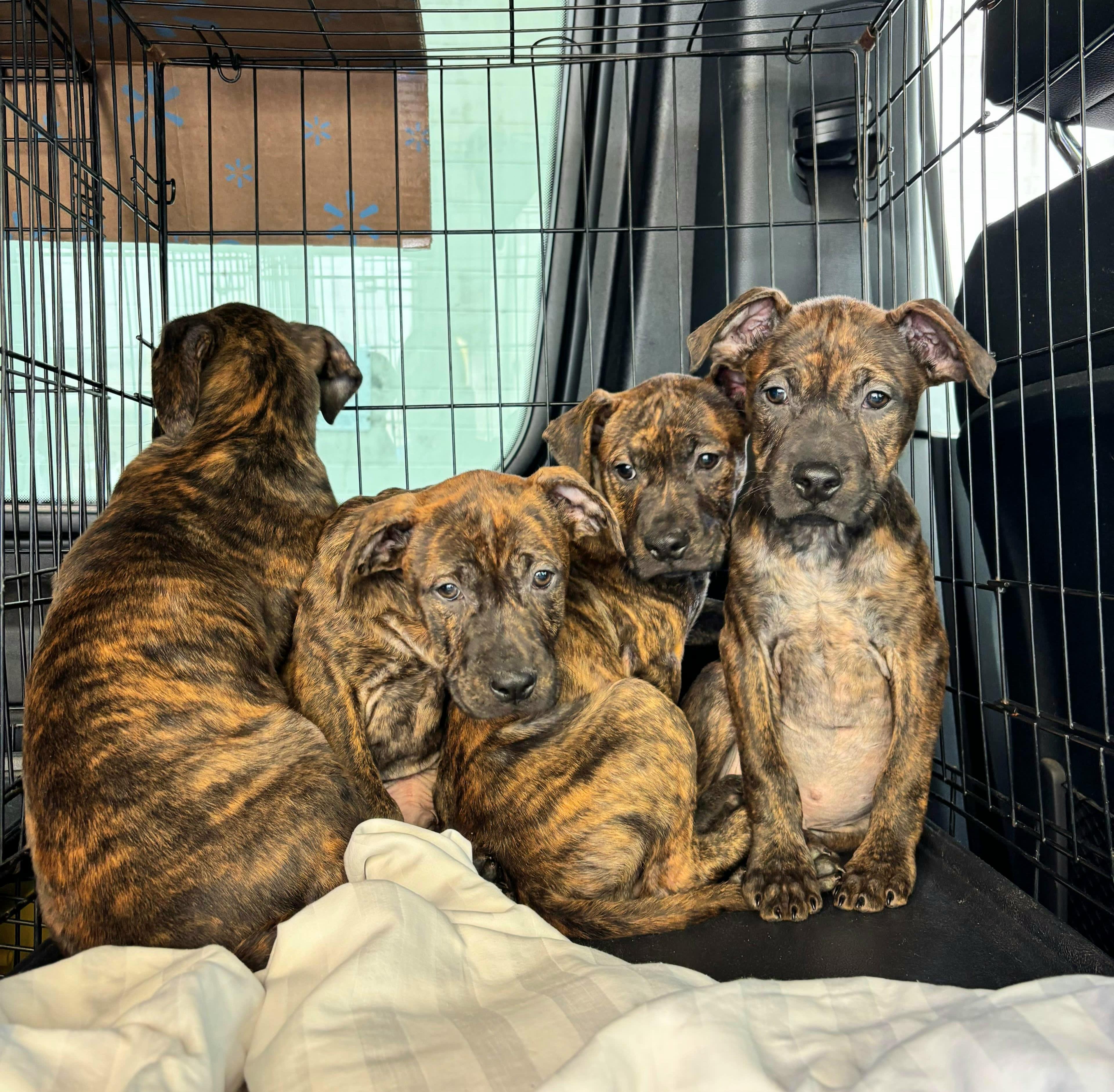 Snout Stackz thumbnail 2