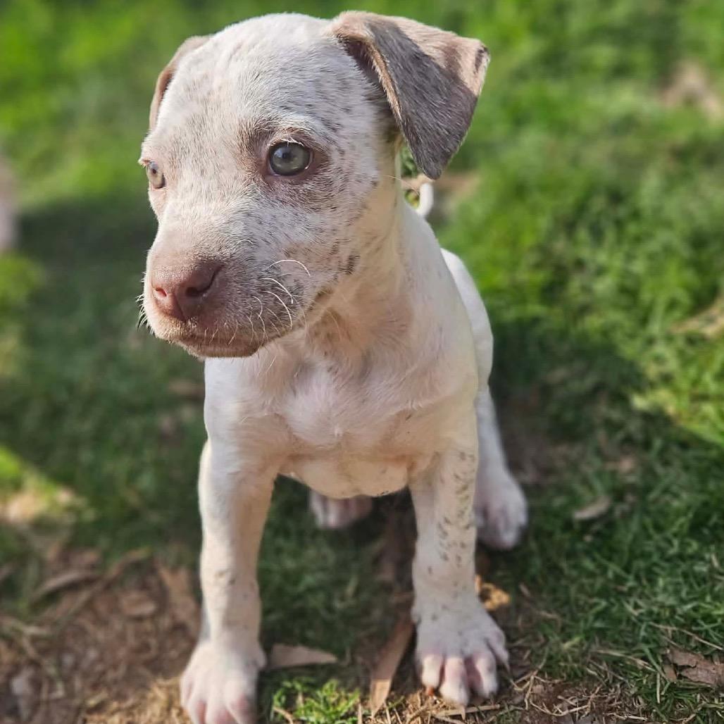 Beatrice thumbnail 2