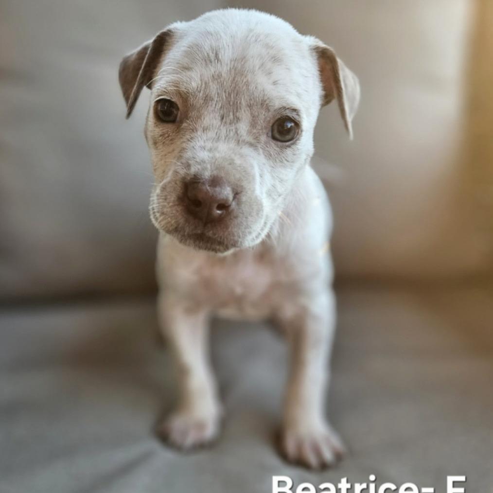 Beatrice thumbnail 3