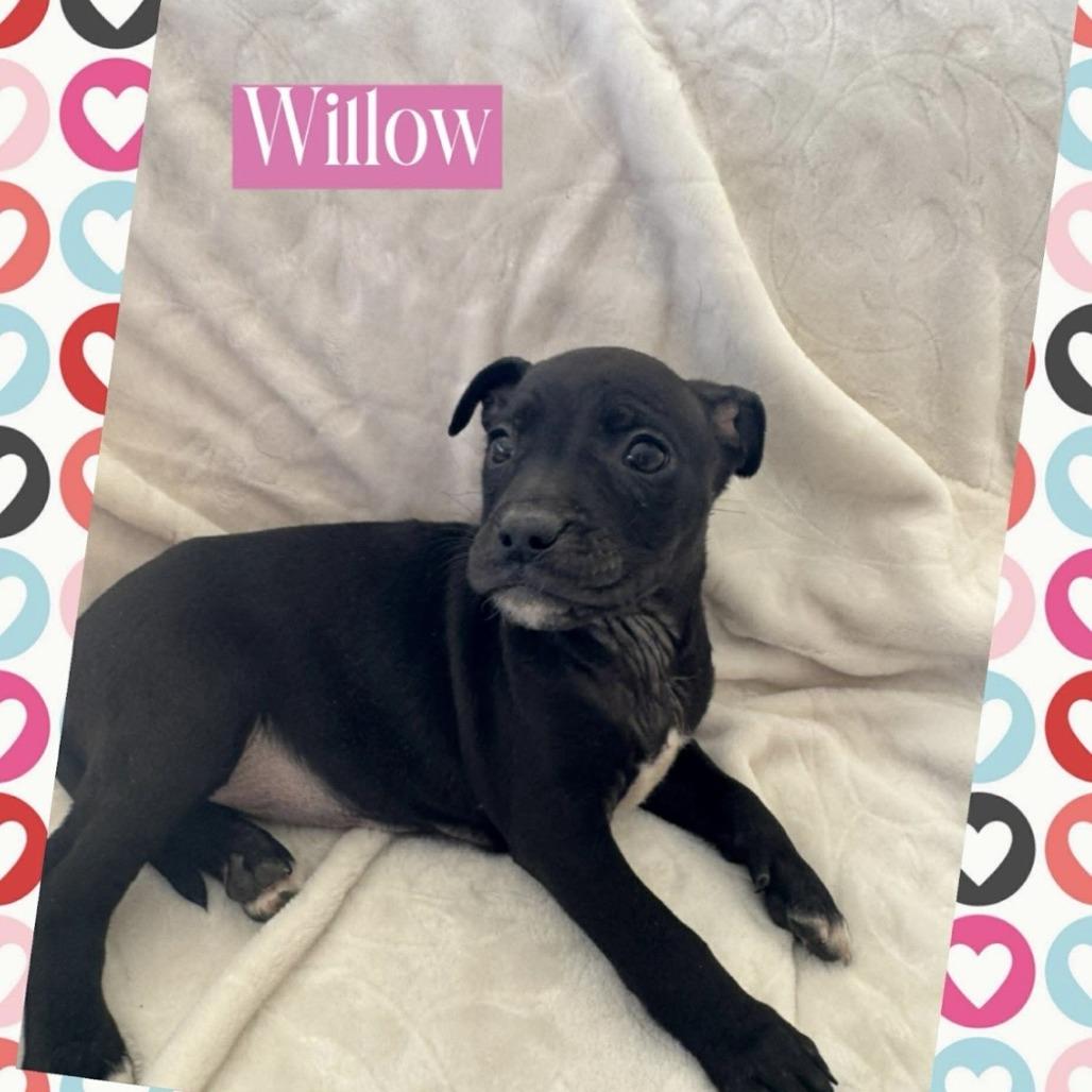 Willow