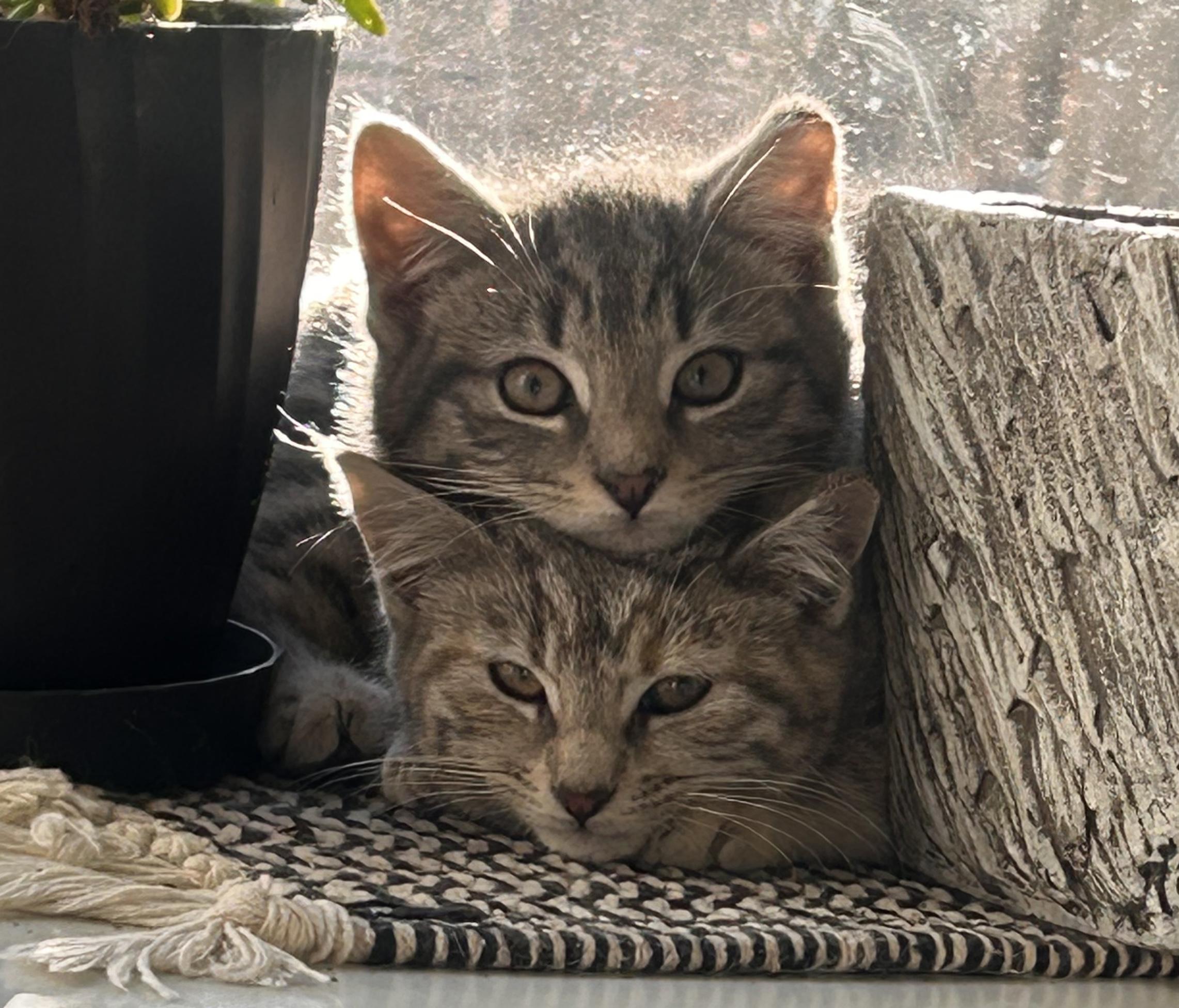 🐾carrie & Kirby!!!!🐾 thumbnail 2