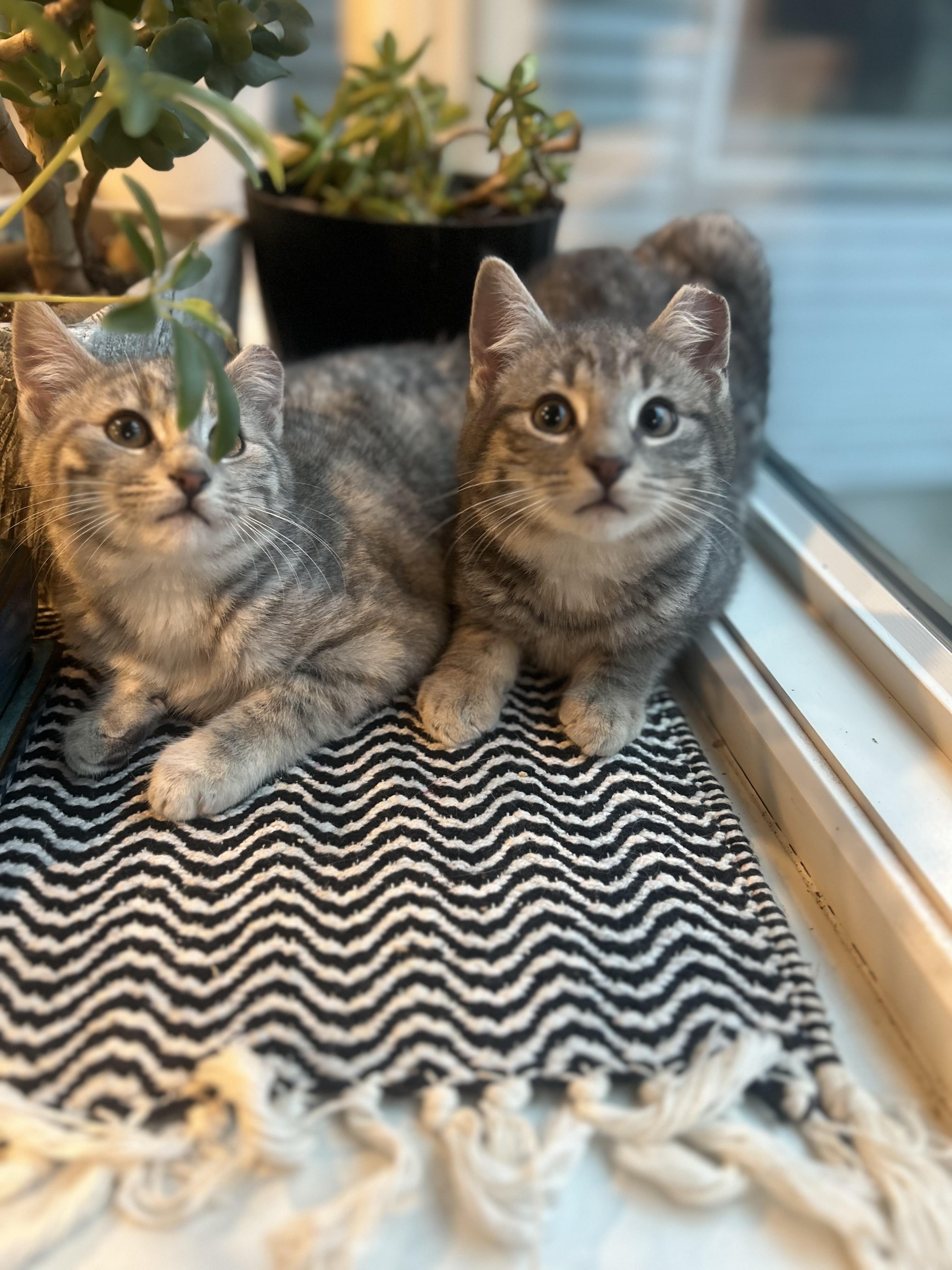 🐾carrie & Kirby!!!!🐾 thumbnail 3