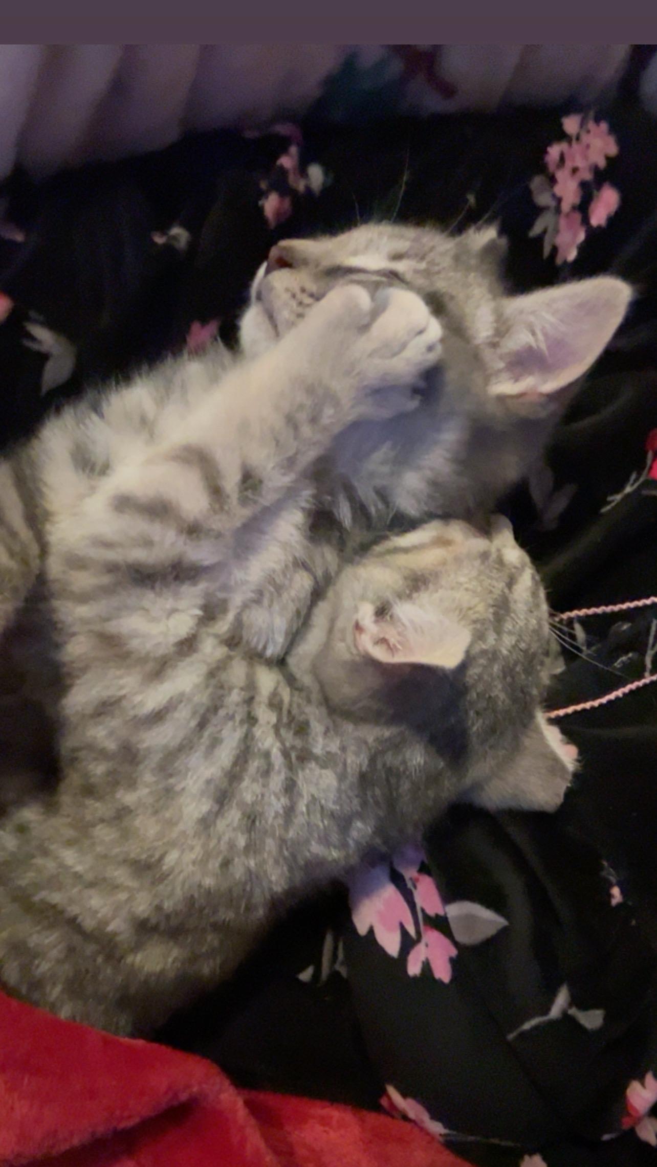 🐾carrie & Kirby!!!!🐾 thumbnail 4